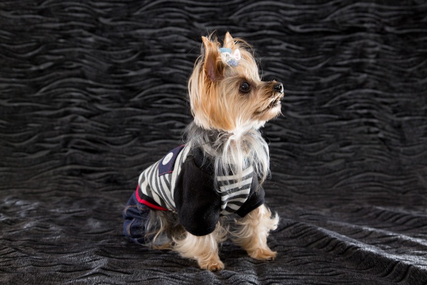 вязание одежды для собак